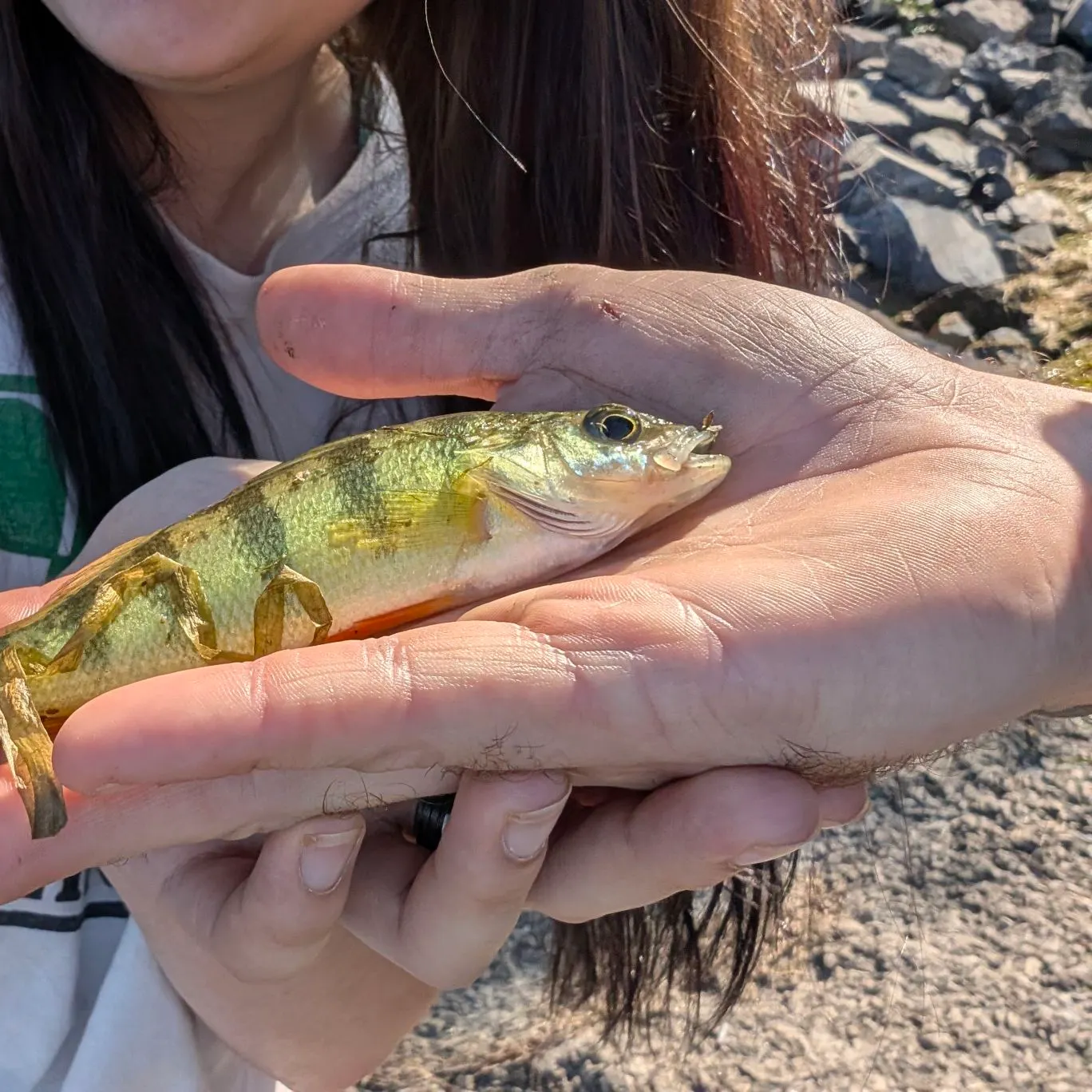 Yellow perch caught on Fishbrain