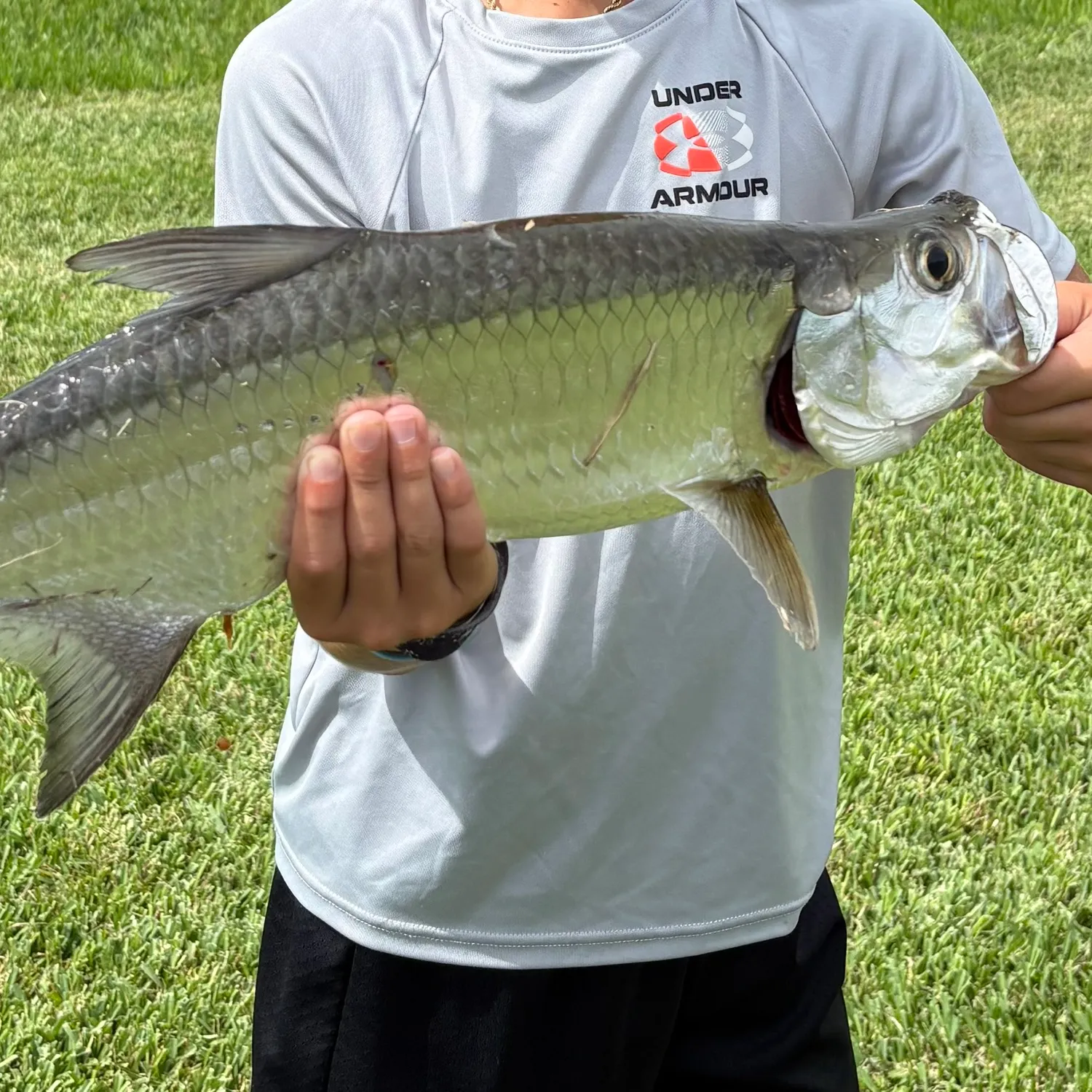 The most recent Tarpon catches on Fishbrain