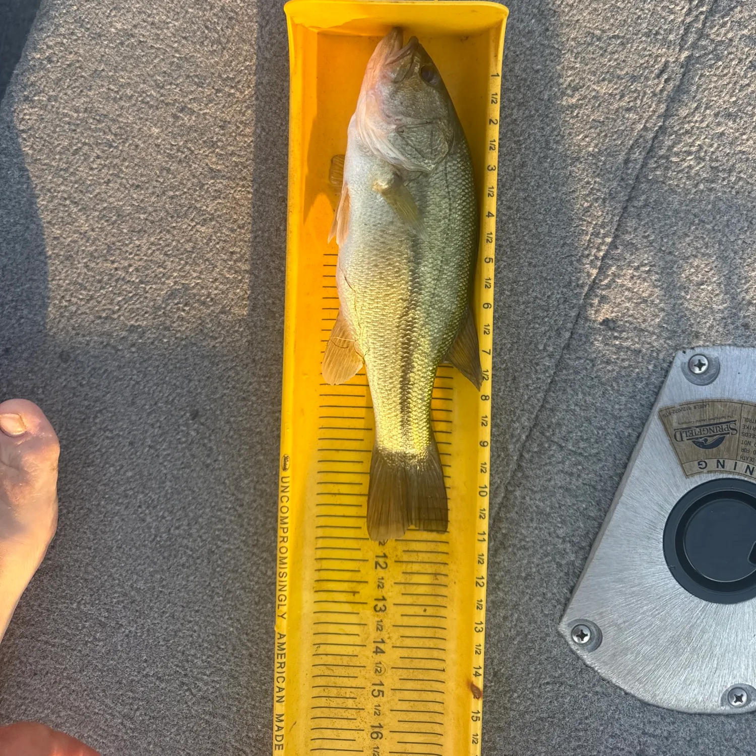 Largemouth bass caught on Fishbrain