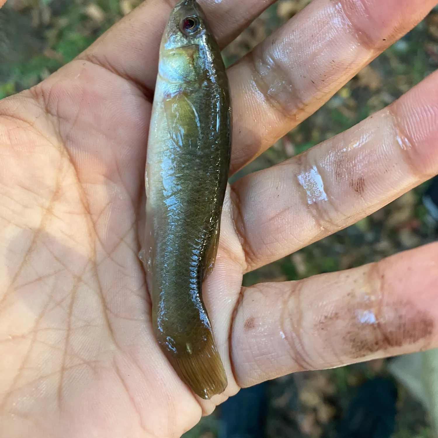 The most recent Eastern creek chubsucker catches on Fishbrain