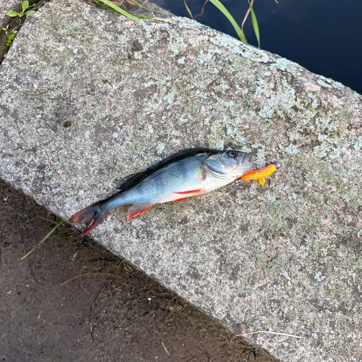European perch caught on Fishbrain