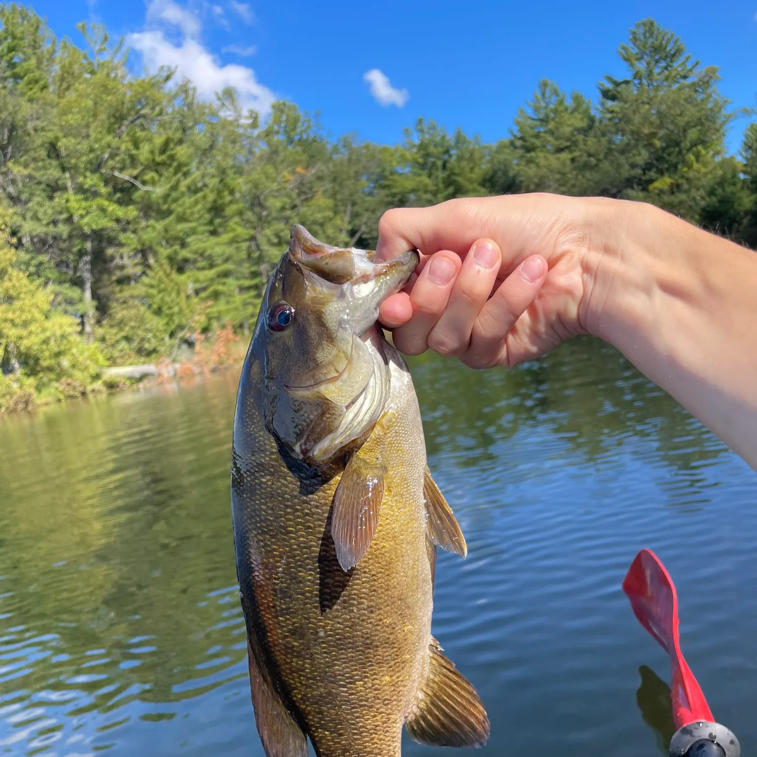 Smallmouth bass caught on Fishbrain
