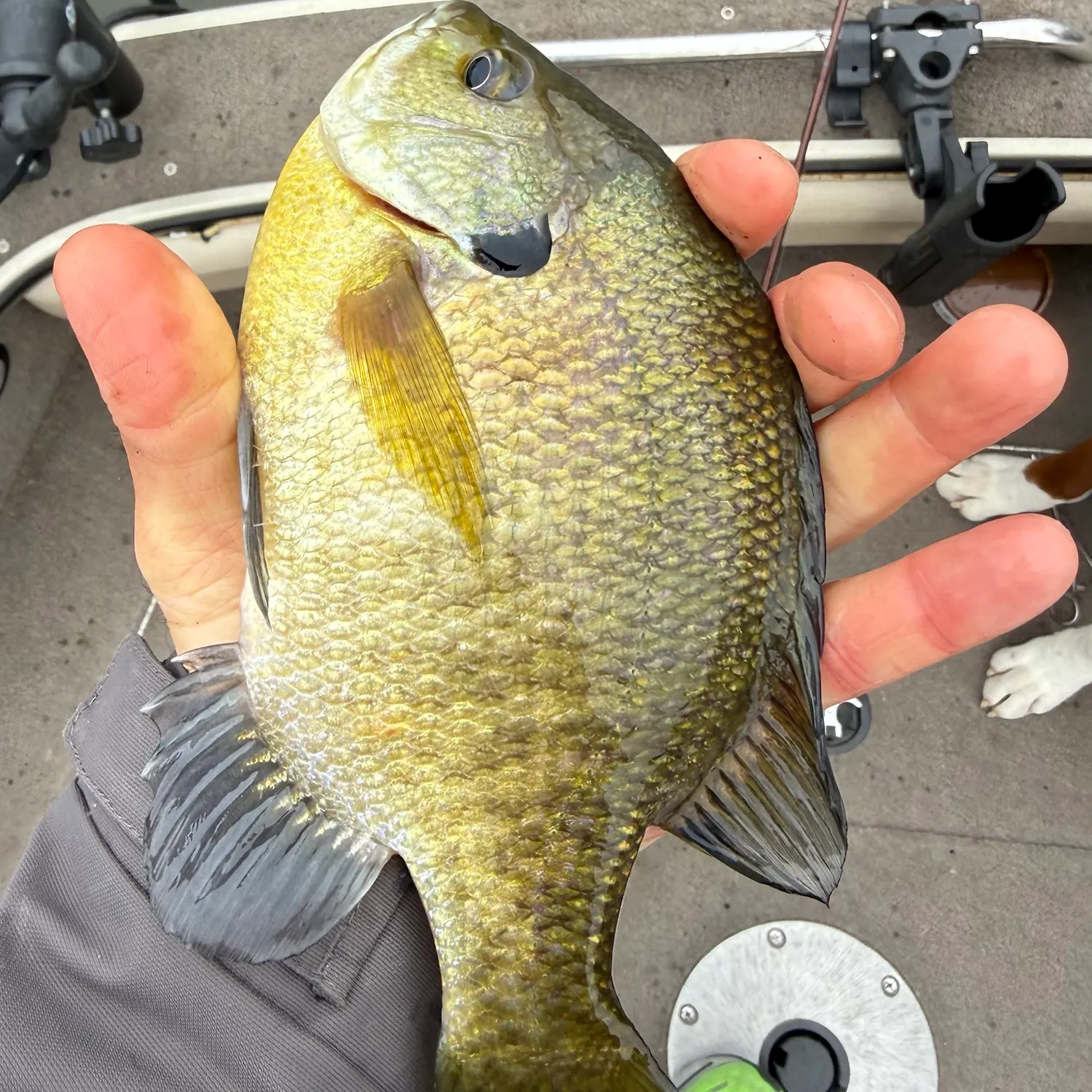 Bluegill caught on Fishbrain