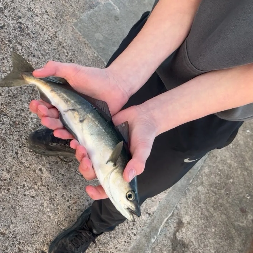 The most recent Whiting catches on Fishbrain