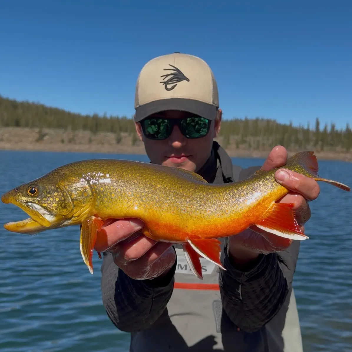 The most recent Splake catches on Fishbrain