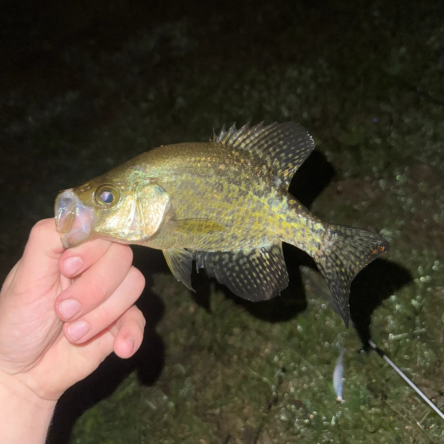 Black crappie caught on Fishbrain