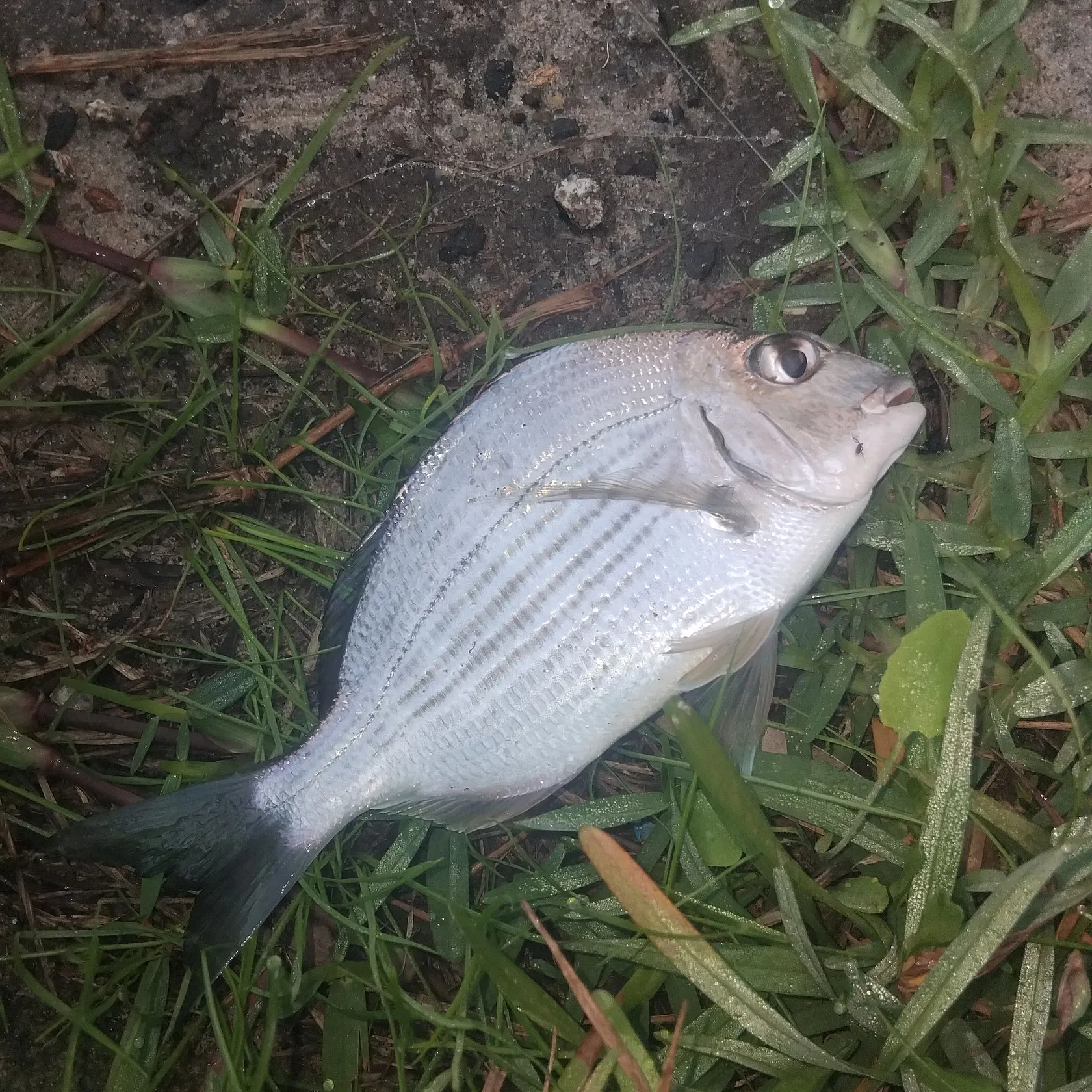 The most recent Goldlined seabream catches on Fishbrain