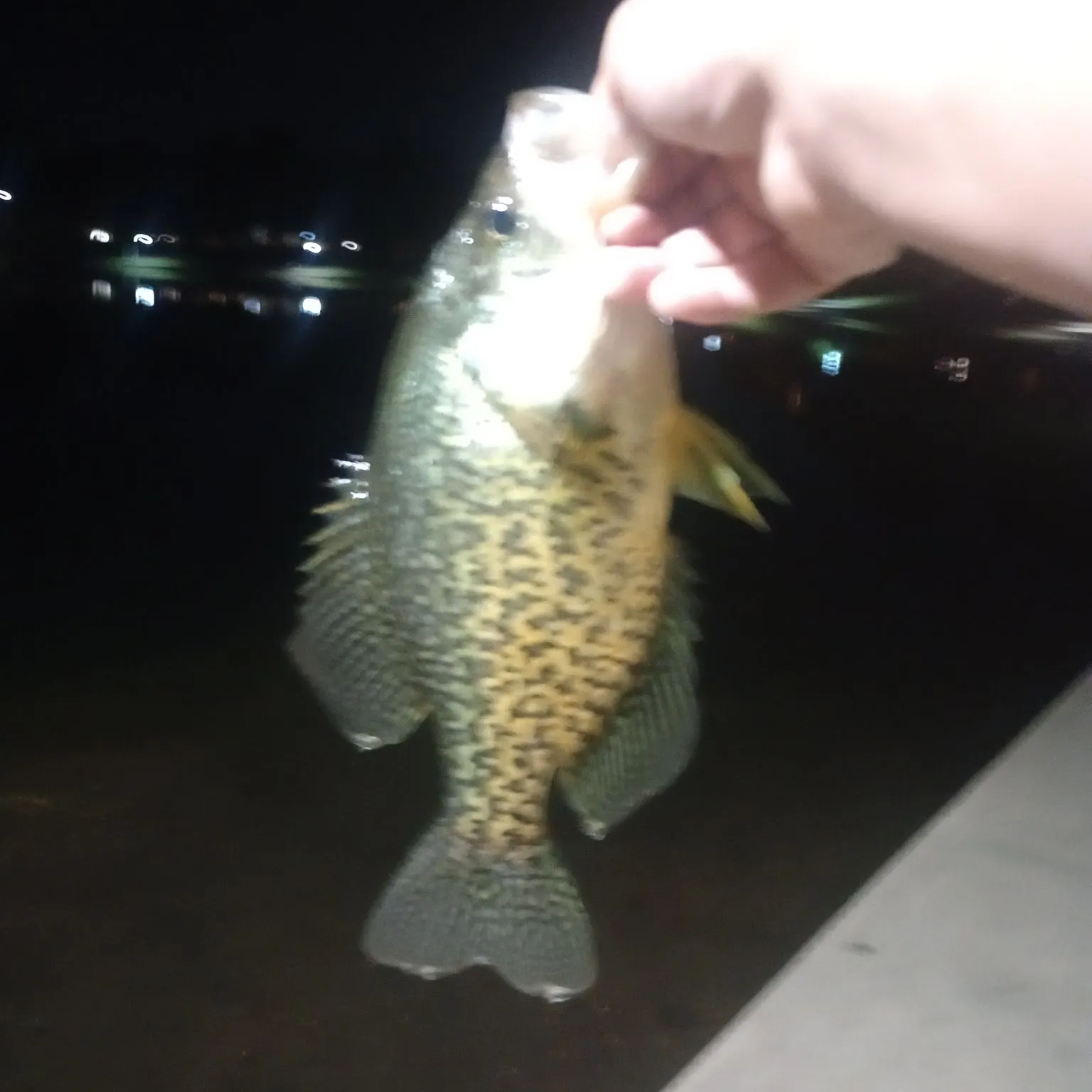 White crappie caught on Fishbrain
