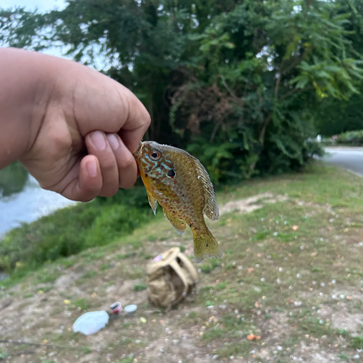 Pumpkinseed caught on Fishbrain