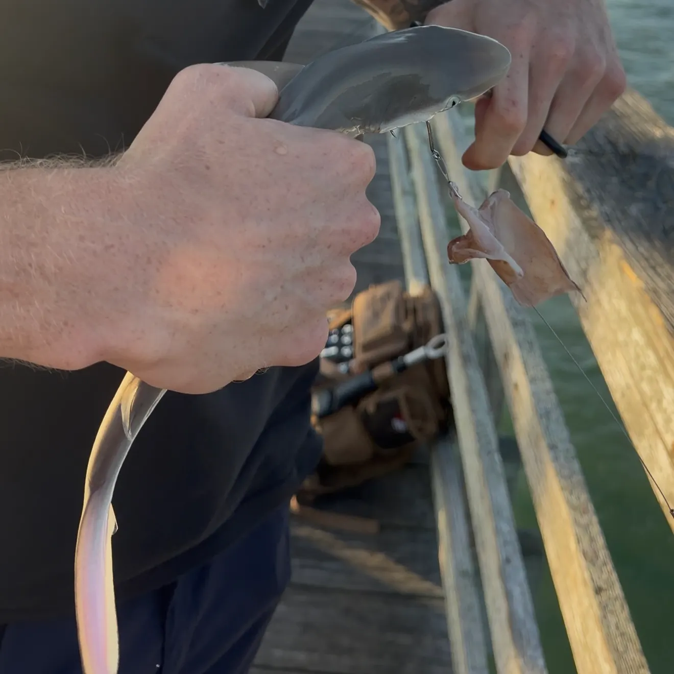 The most recent Atlantic sharpnose shark catches on Fishbrain