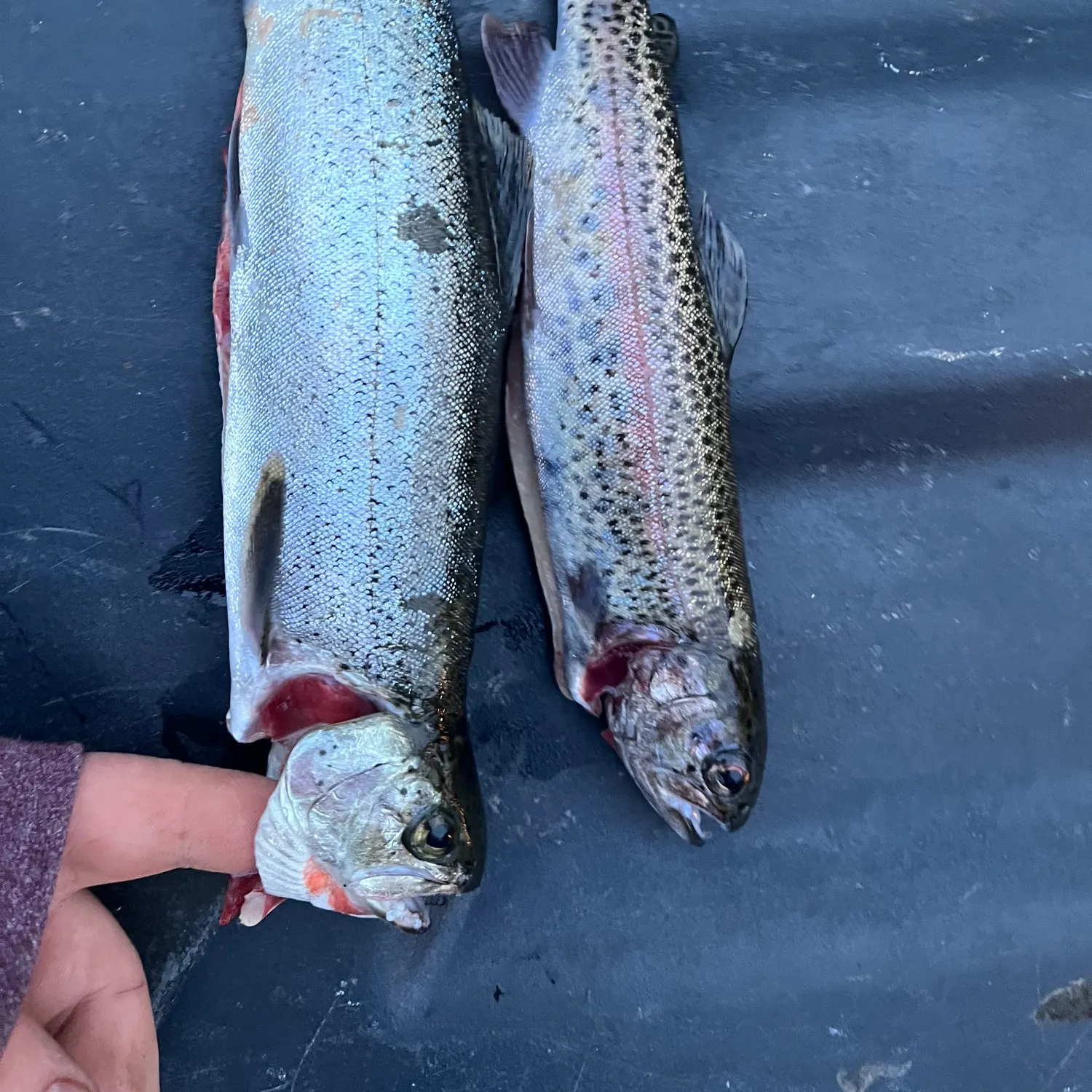 recently logged catches