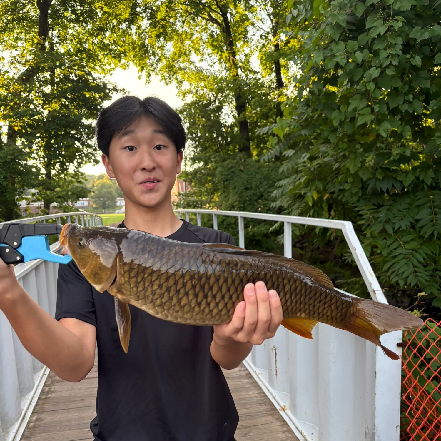 Common carp caught on Fishbrain
