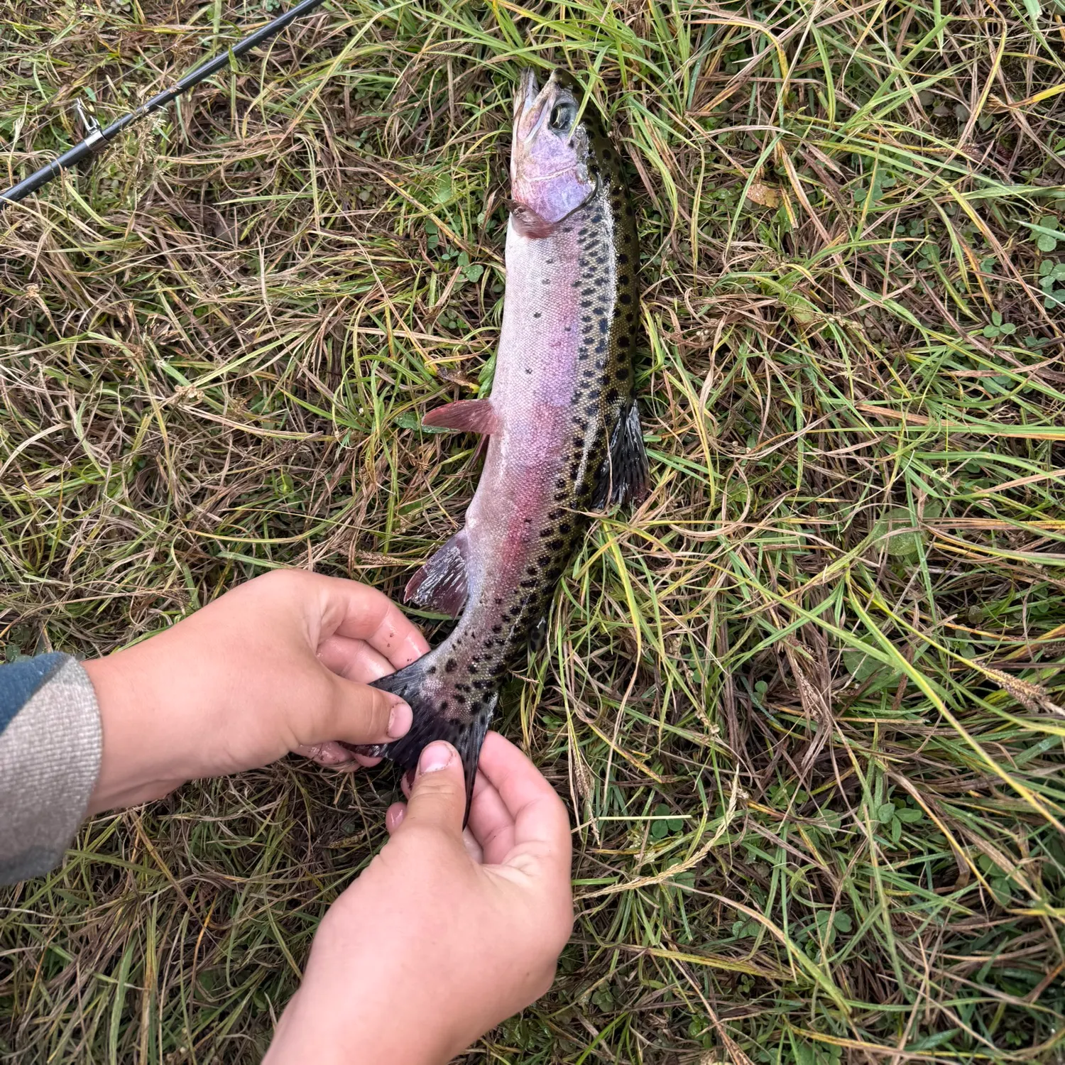 Cutthroat trout caught on Fishbrain