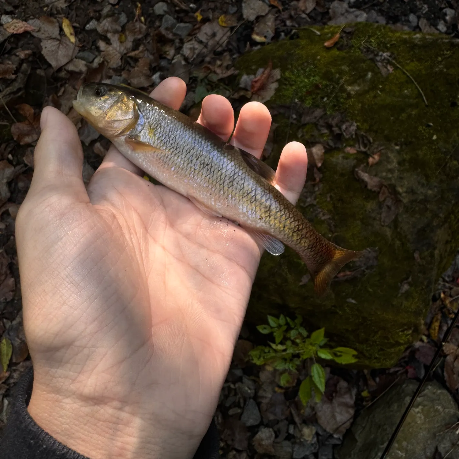 Creek chub caught on Fishbrain