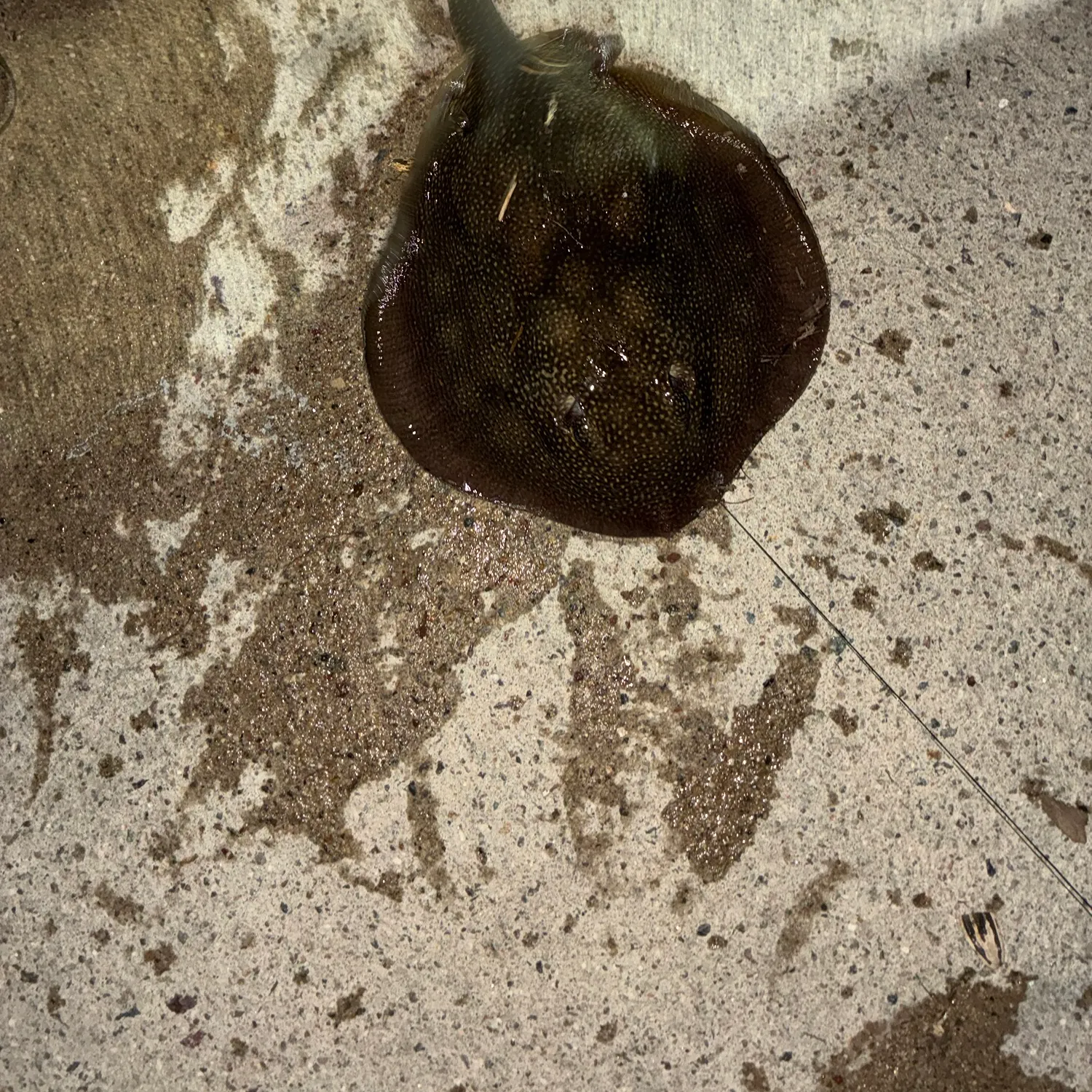 Haller's round ray caught on Fishbrain