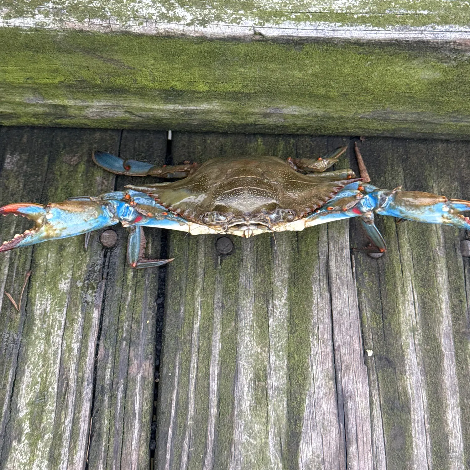 The most recent Blue crab catches on Fishbrain