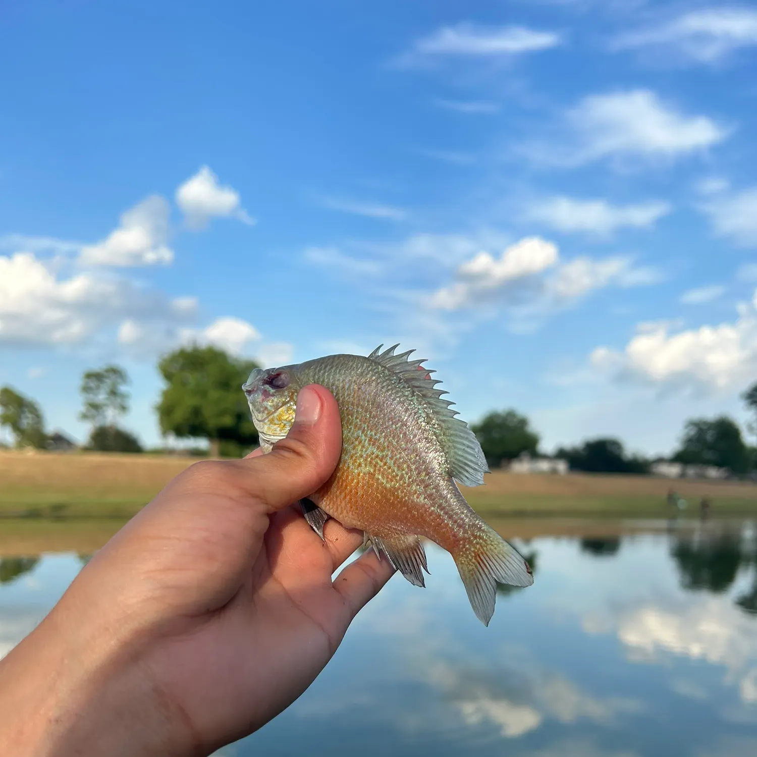Redbreast sunfish caught on Fishbrain