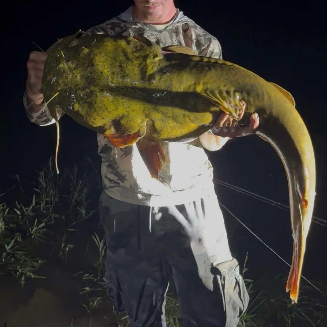 Flathead catfish caught on Fishbrain