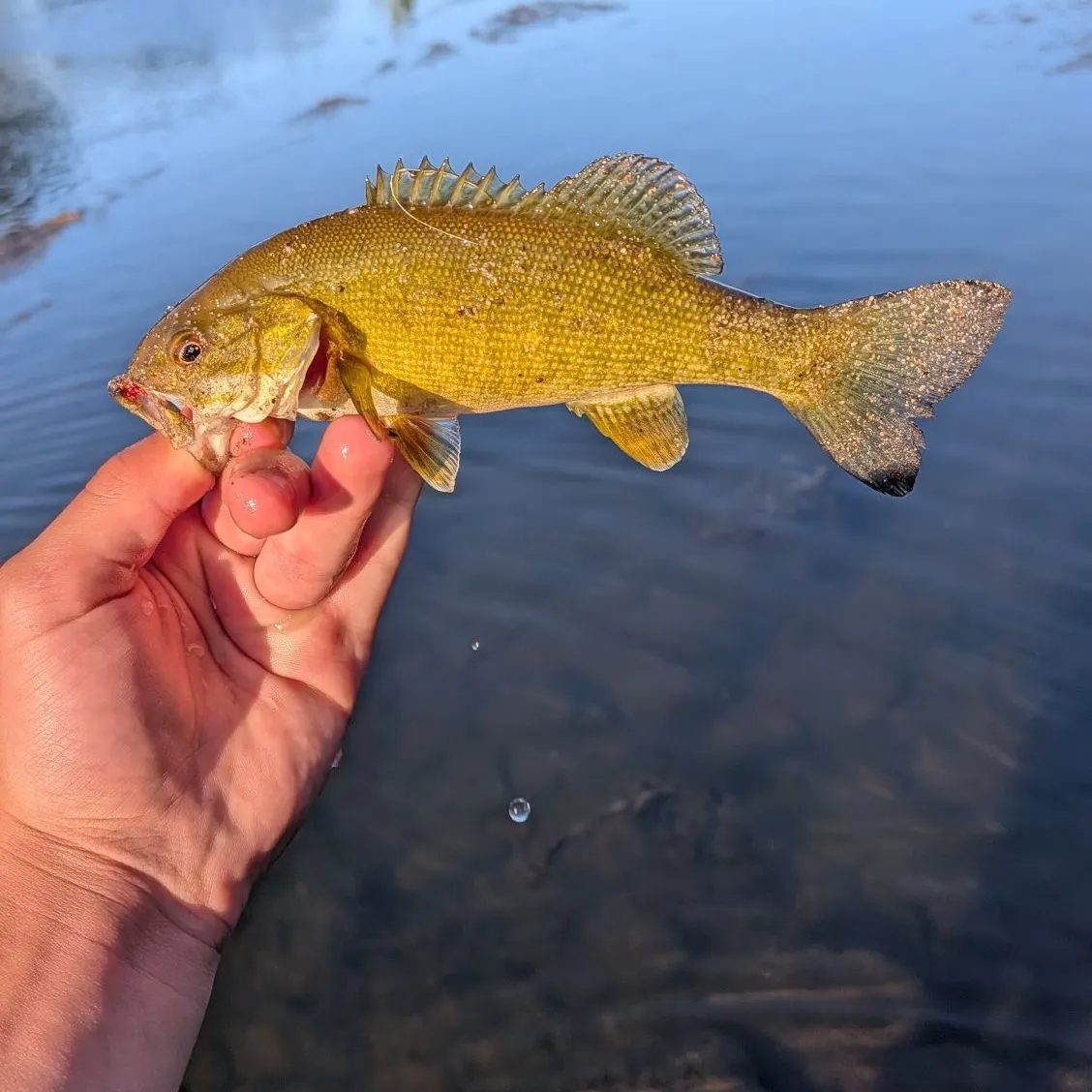 Green sunfish caught on Fishbrain