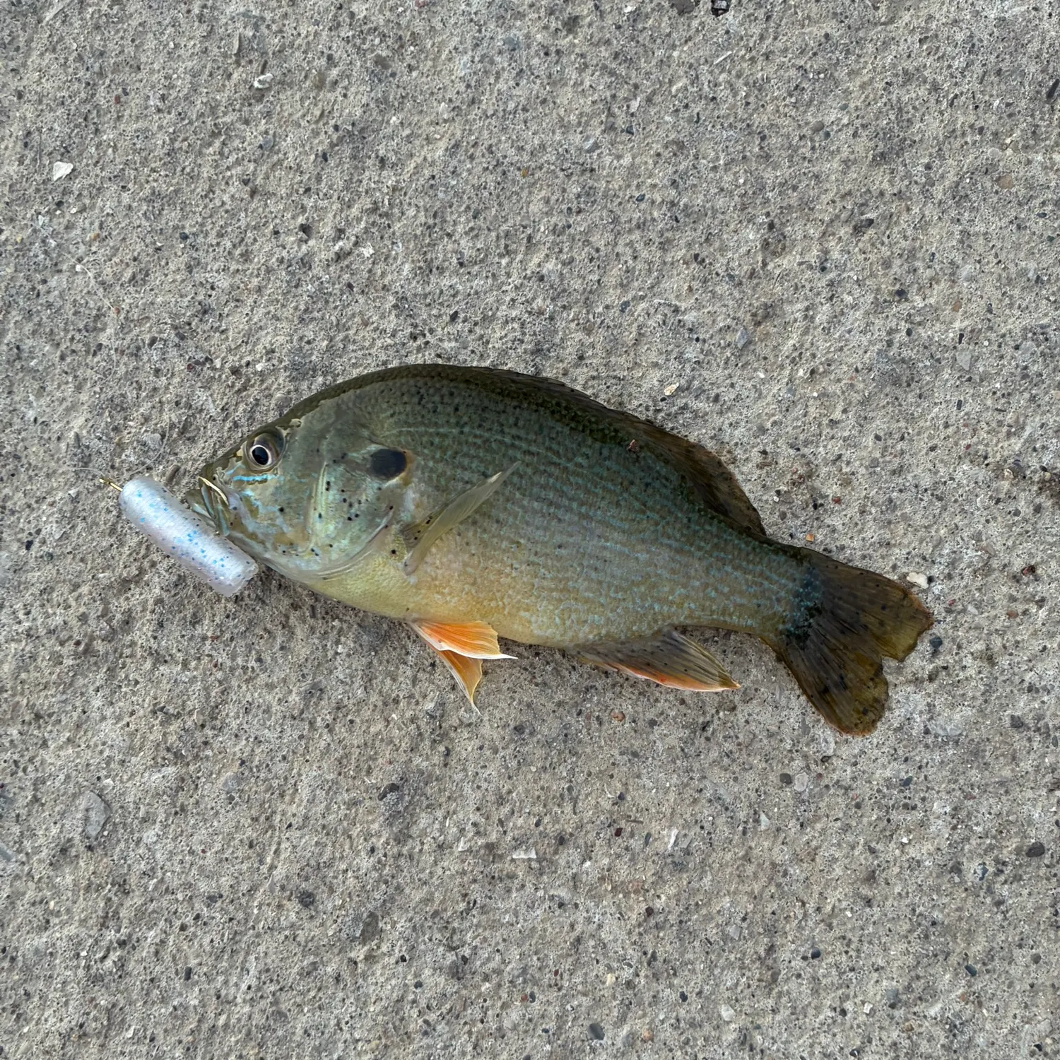 Green sunfish caught on Fishbrain