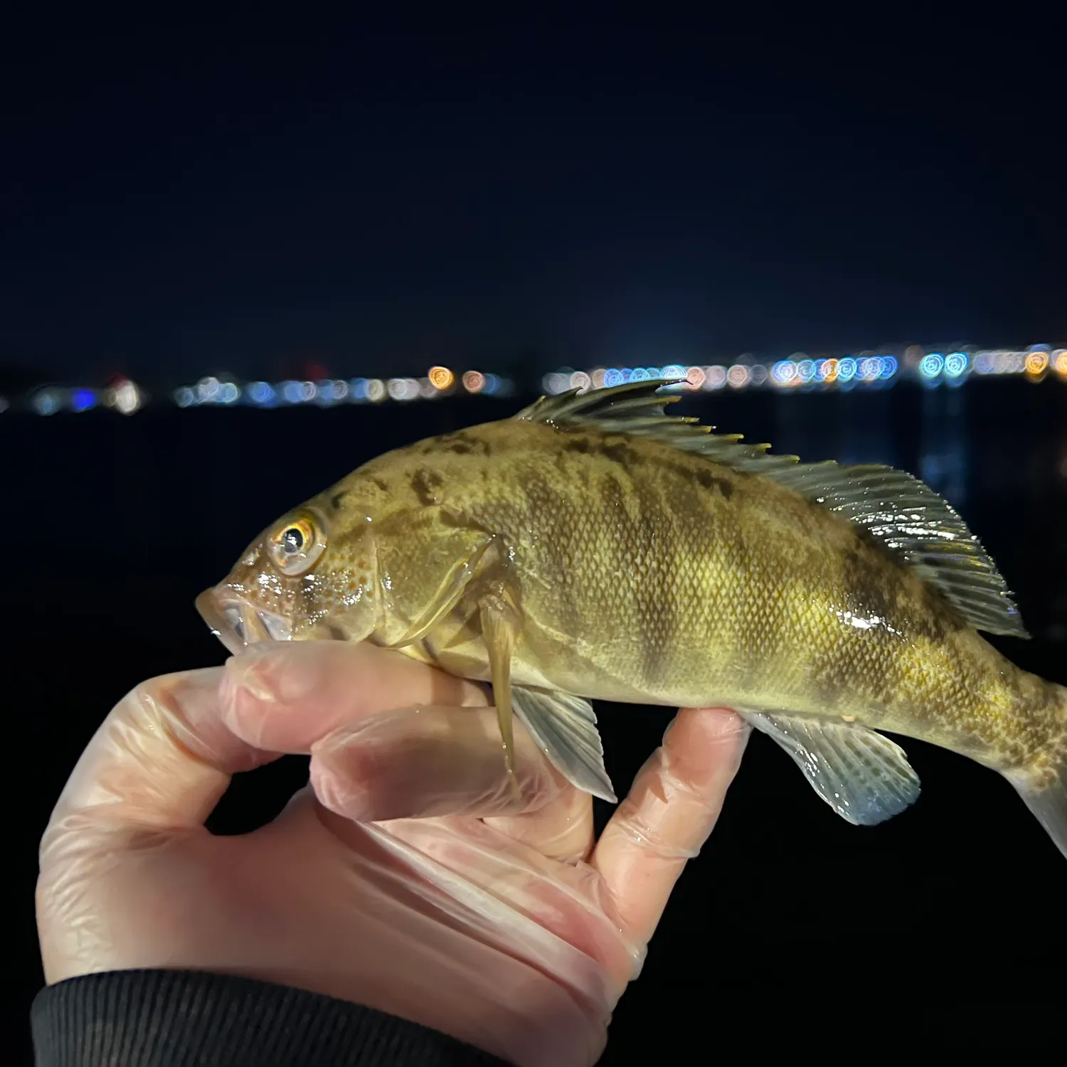 The most recent Barred sand bass catches on Fishbrain