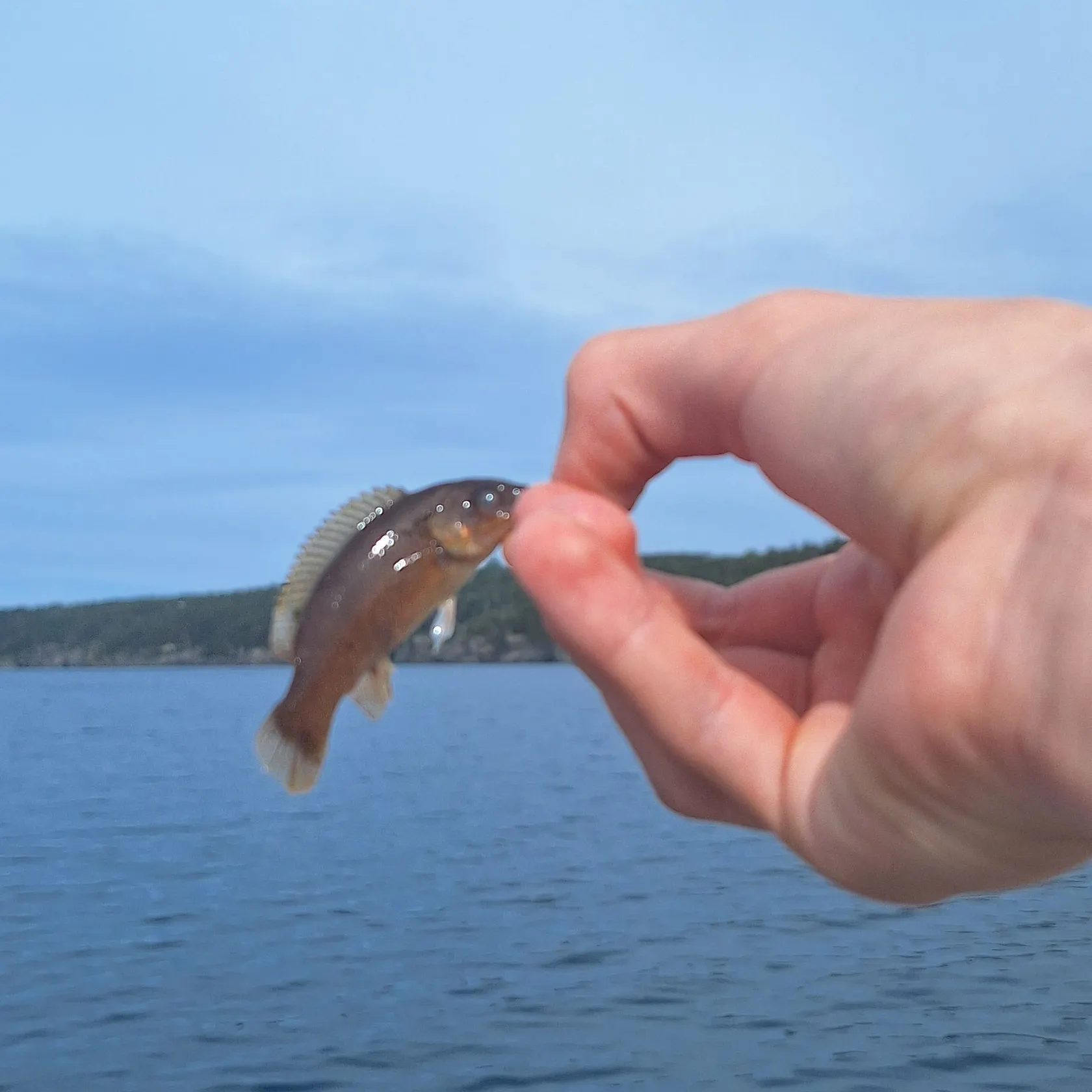 Cunner caught on Fishbrain