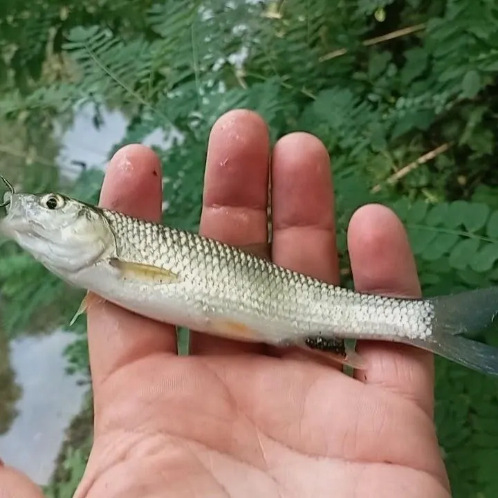 European chub caught on Fishbrain
