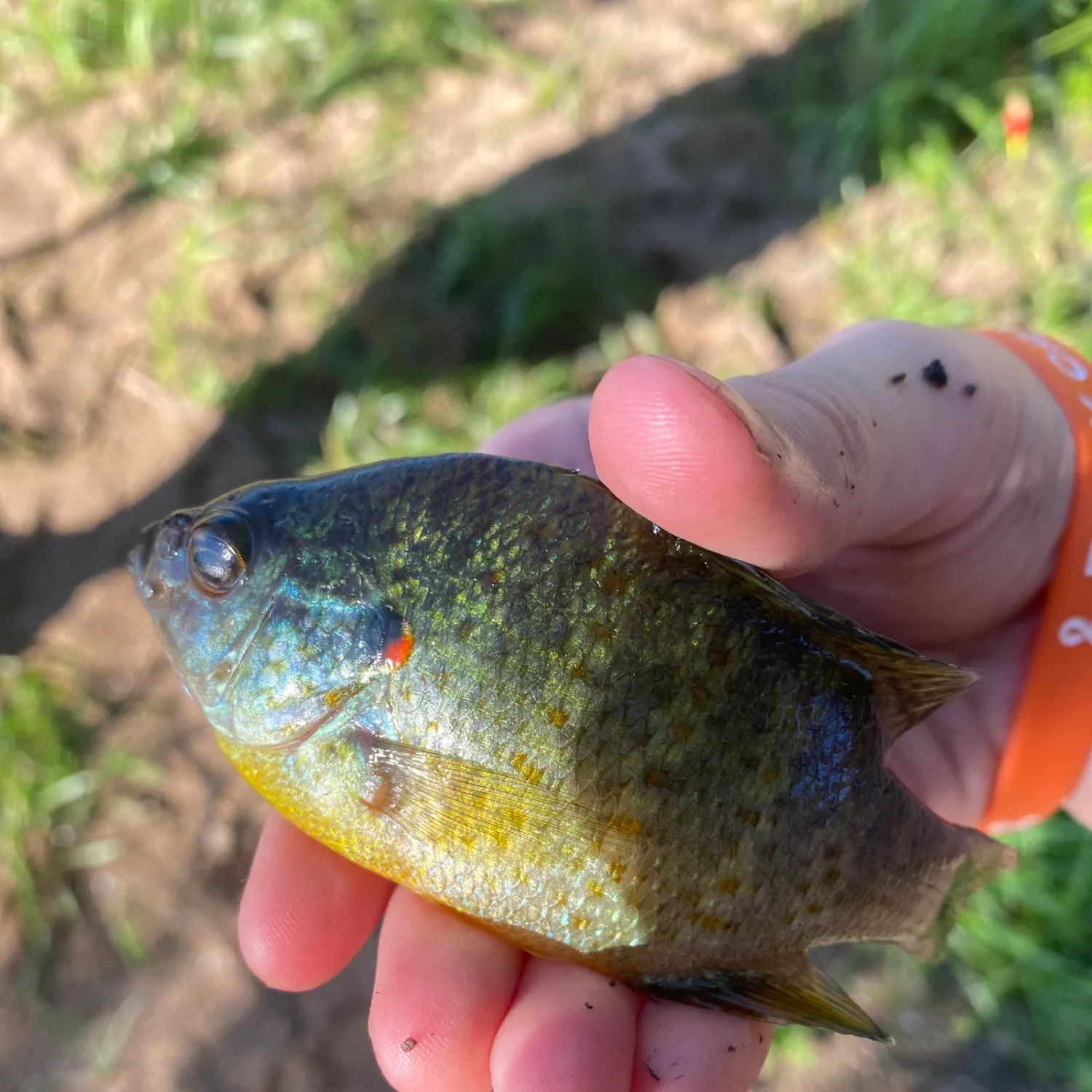 Bluegill caught on Fishbrain