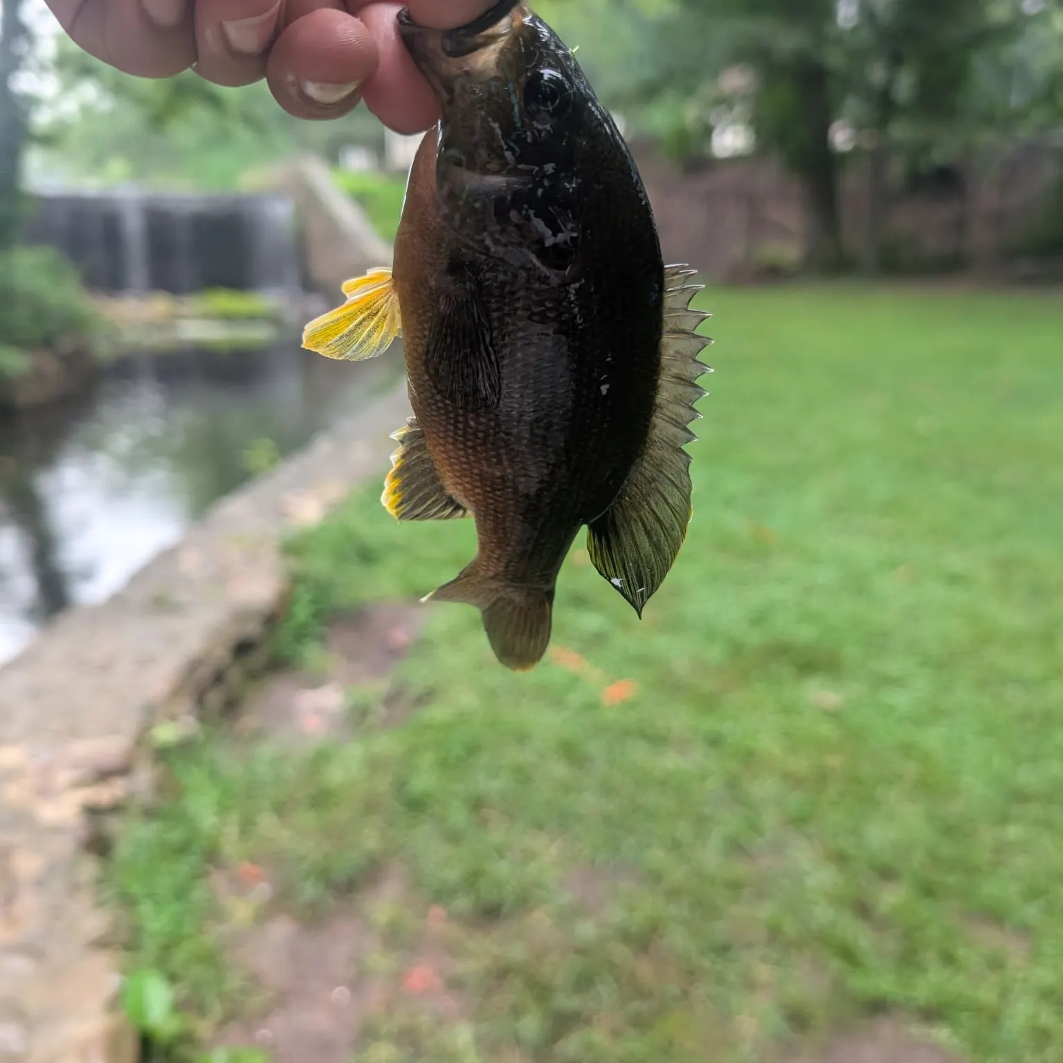 Green sunfish caught on Fishbrain