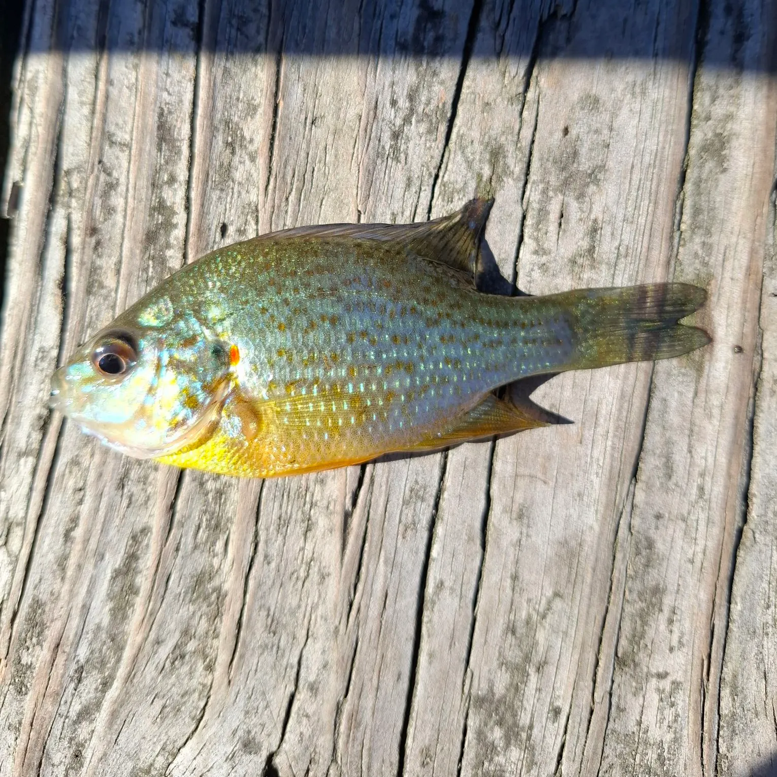 Pumpkinseed caught on Fishbrain