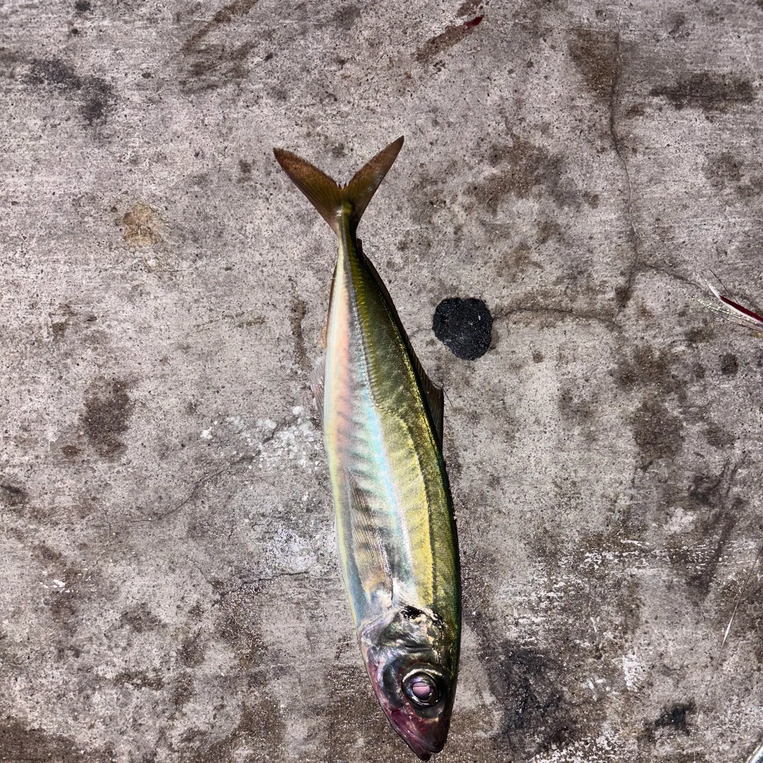 The most recent Pacific jack mackerel catches on Fishbrain