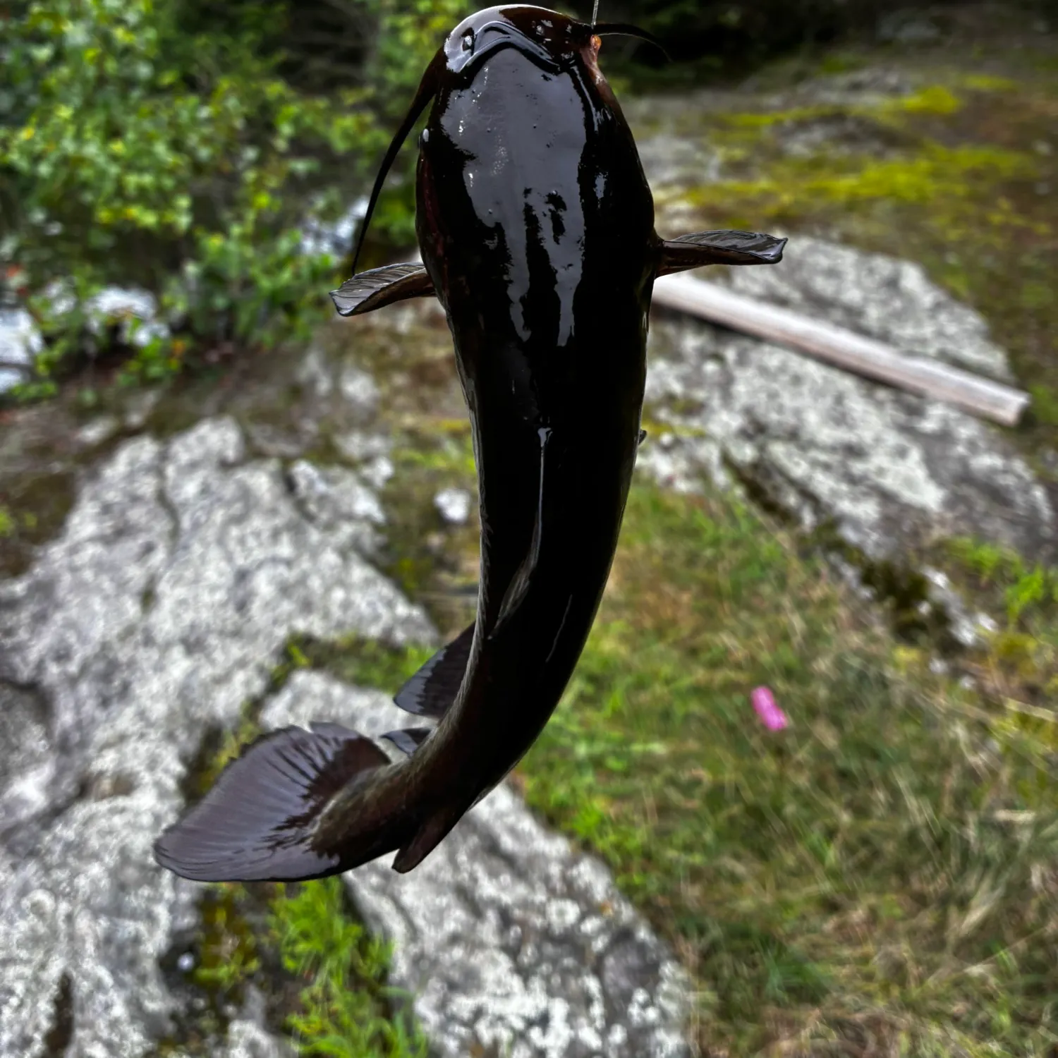 Brown bullhead caught on Fishbrain