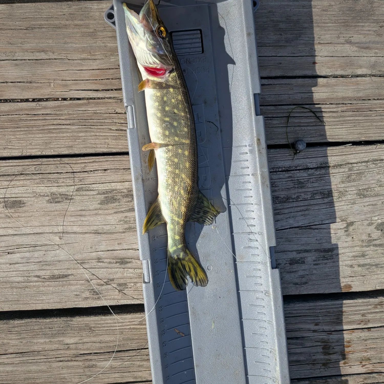 Northern pike caught on Fishbrain