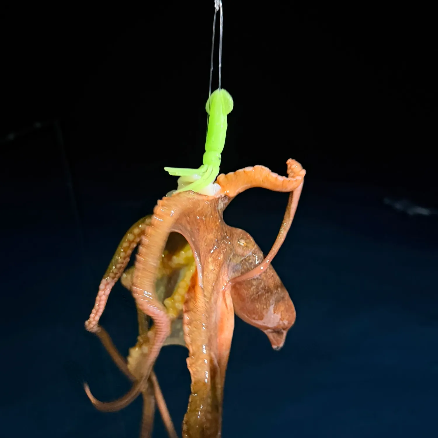 The most recent California two-spot octopus catches on Fishbrain