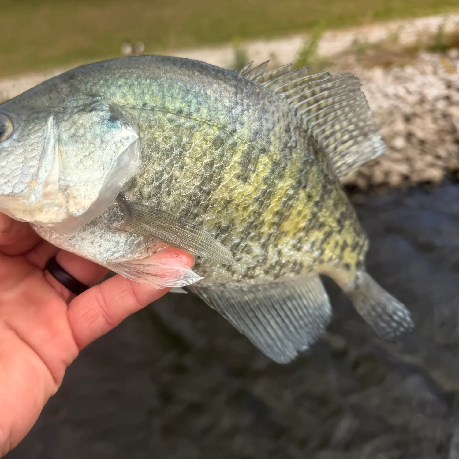 White crappie caught on Fishbrain