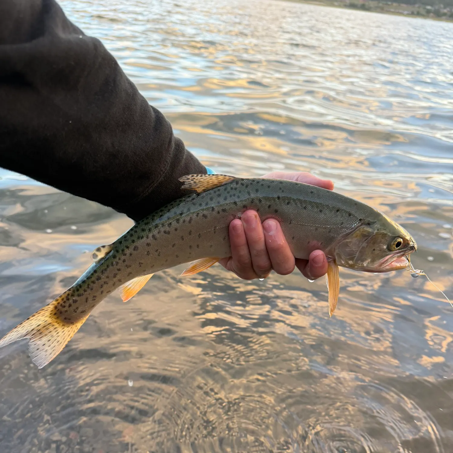 Cutthroat trout caught on Fishbrain