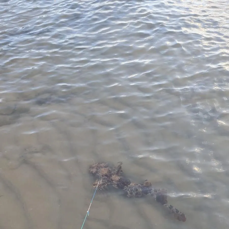 The most recent Spotted wobbegong catches on Fishbrain