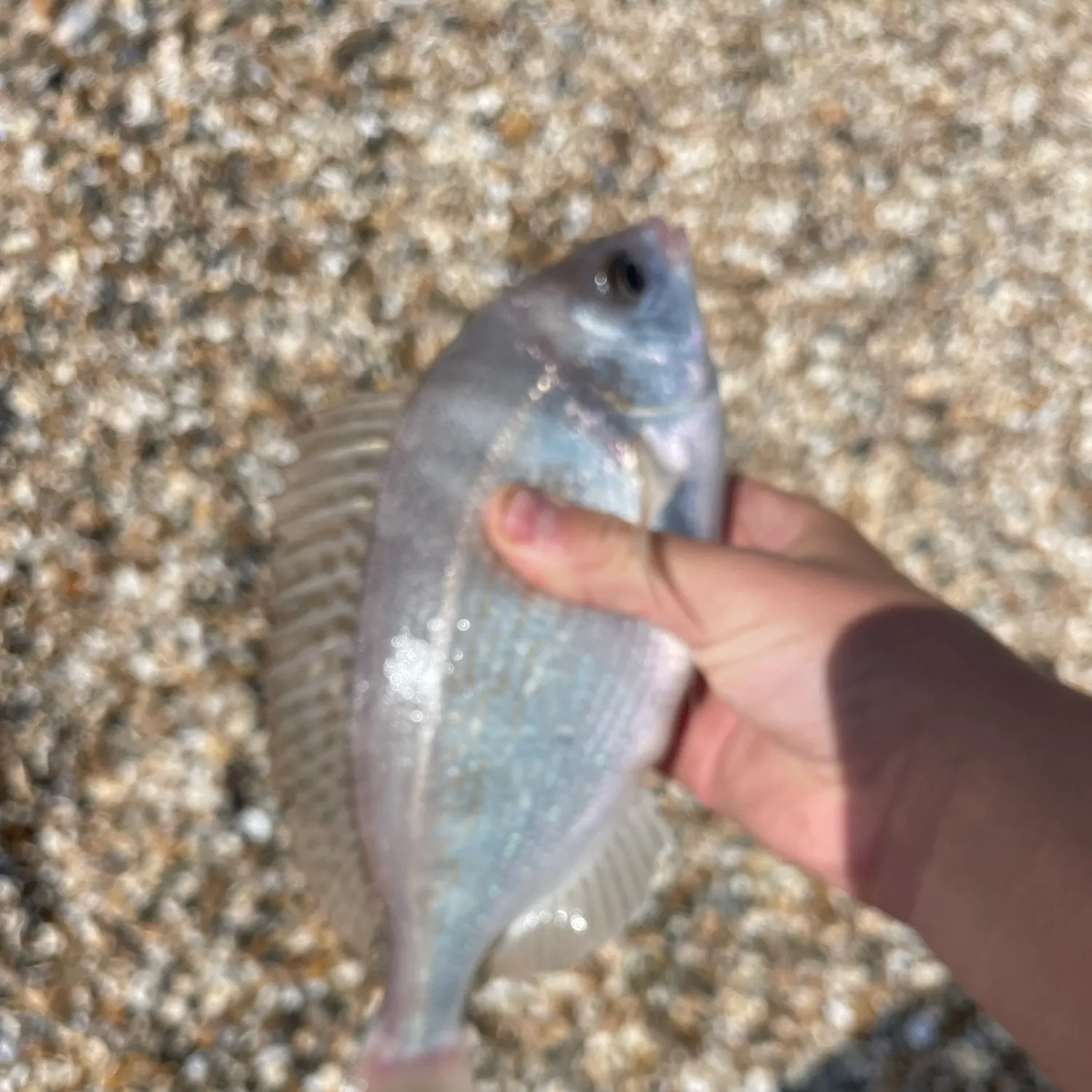 The most recent Black seabream catches on Fishbrain