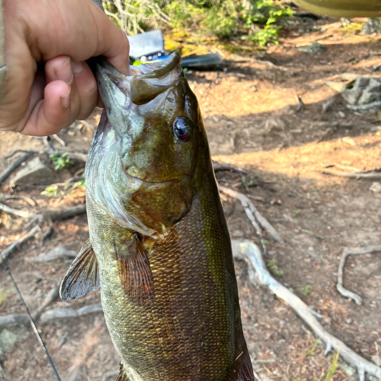 Smallmouth bass caught on Fishbrain