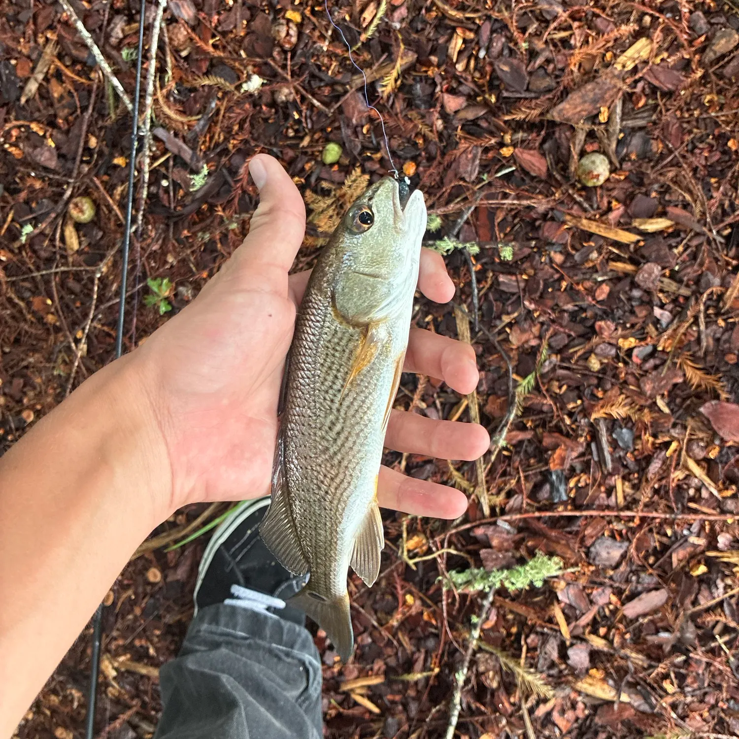 Red drum caught on Fishbrain