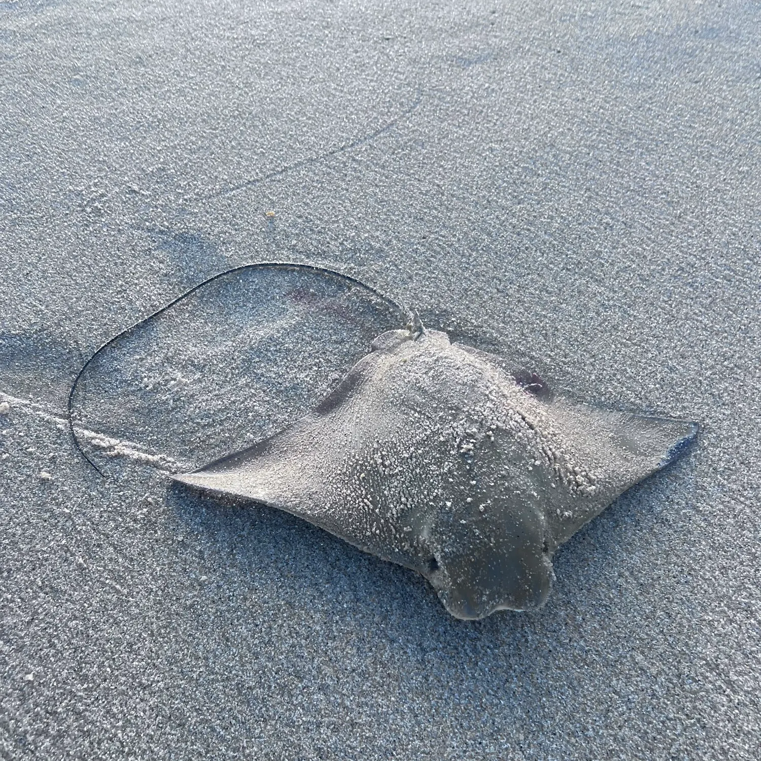 The most recent Cownose Ray catches on Fishbrain