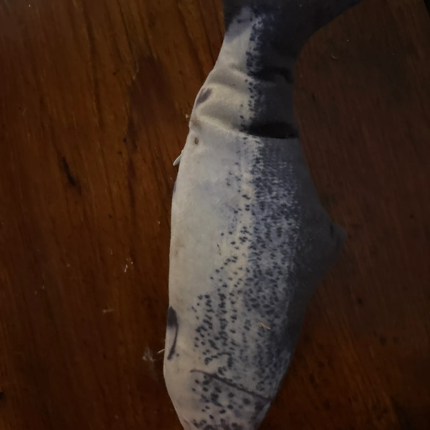 Rainbow trout caught on Fishbrain