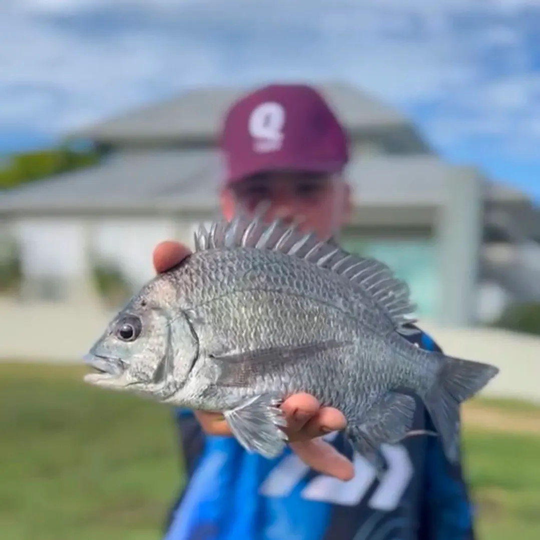 The most recent Pacific seabream catches on Fishbrain