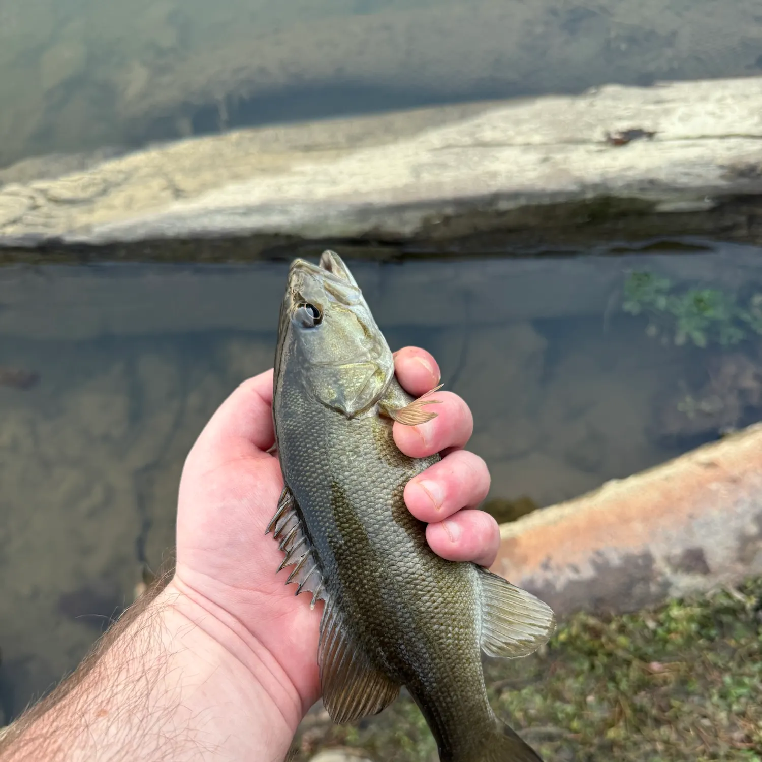 Smallmouth bass caught on Fishbrain