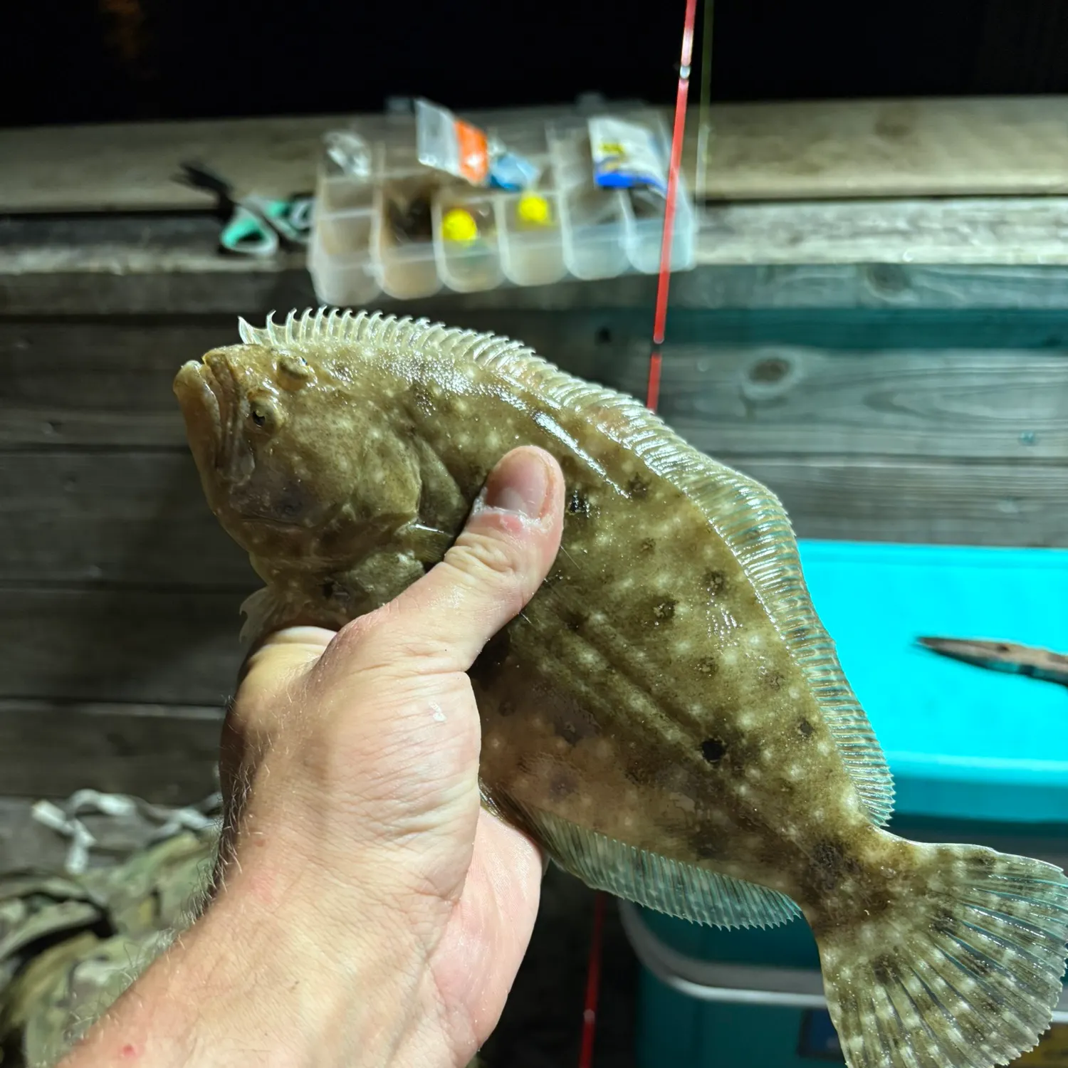 The most recent Gulf flounder catches on Fishbrain