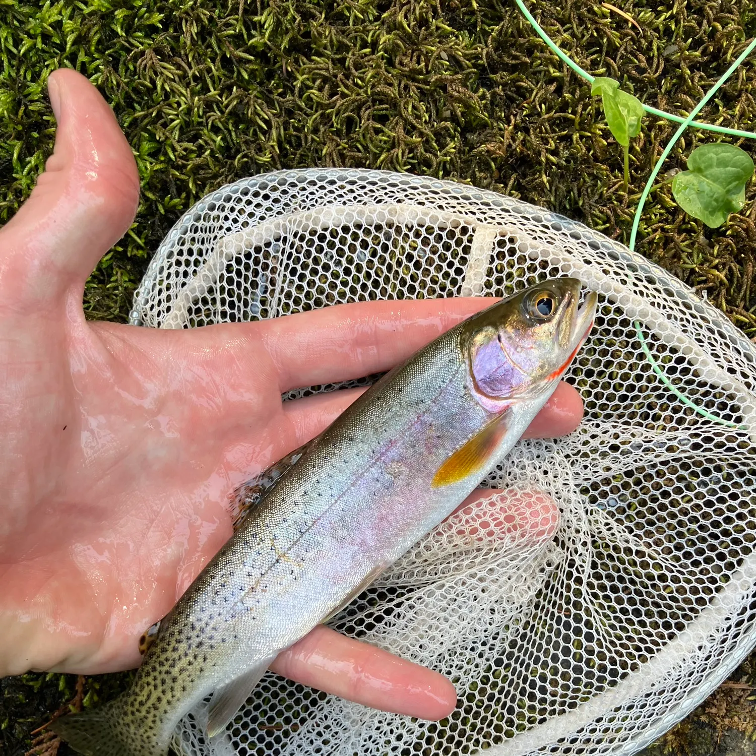 The most recent Westslope cutthroat trout catches on Fishbrain
