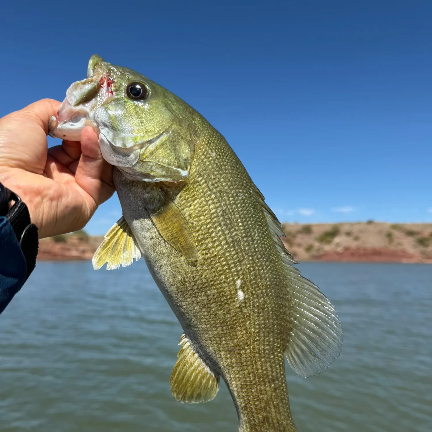 Smallmouth bass caught on Fishbrain