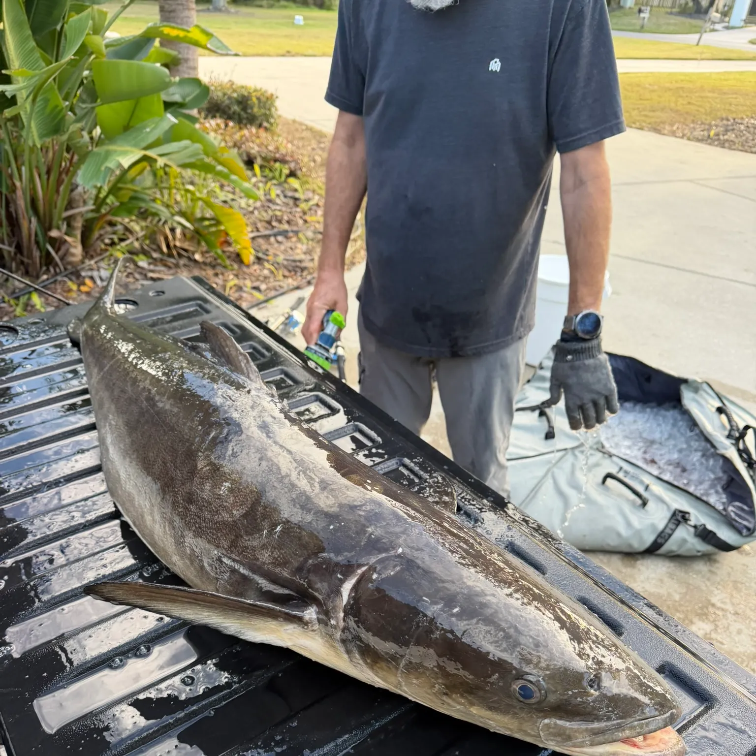 The most recent Cobia catches on Fishbrain