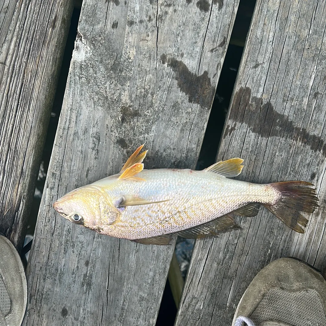 Atlantic croaker caught on Fishbrain