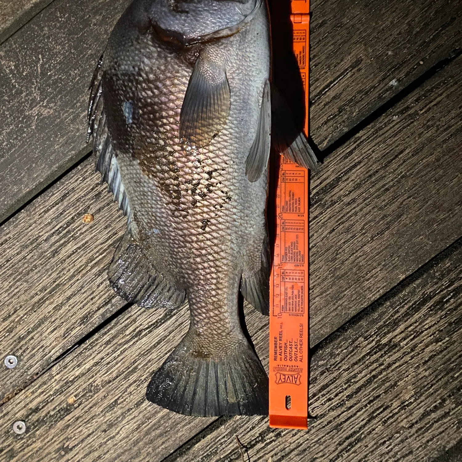The most recent Harry hotlips catches on Fishbrain